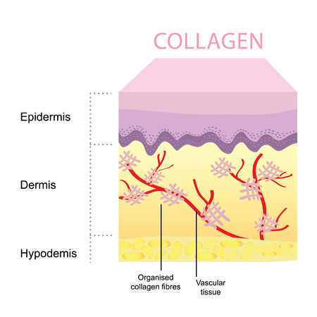 Collagen skinのイラスト素材