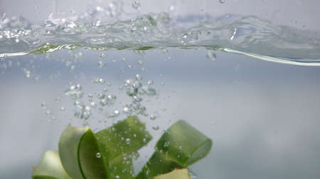 Aloe vera falls in the water.の写真素材