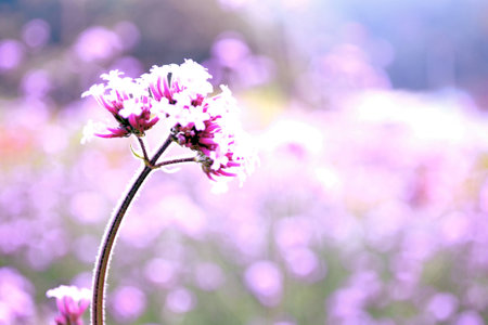 flowers in gardenの写真素材