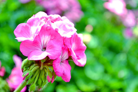 pink flowers in garden