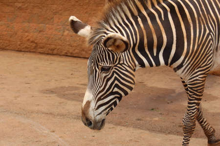 Grevy zebras, in Cantabria.の写真素材