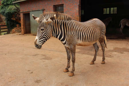 Grevy zebras, in Cantabria.の写真素材