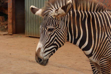 Grevy zebras, in Cantabria.の写真素材