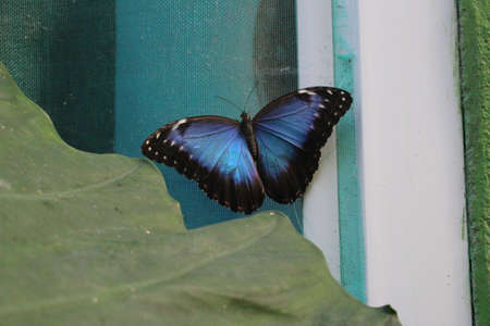 Blue butterfly, in Mariposario. Santillana del Marの写真素材