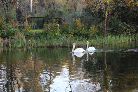 Pair of swans on a lake. In Portugalの写真素材