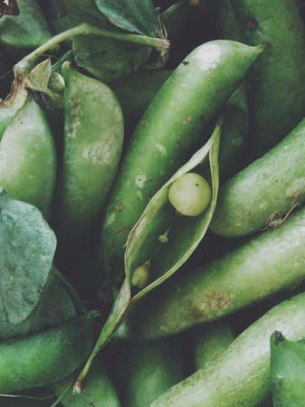 Pea pods background の素材