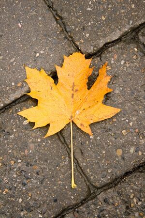 Autumn Sycamore leaf fallen on pavement の写真素材