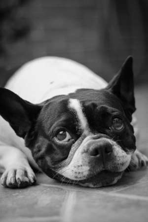 portrait of a dog of breed a french bulldog. Happy dog. Happy petの写真素材