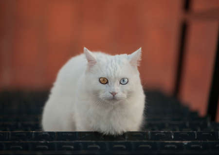 portrait of a white cat with one blue and one green eyeの写真素材