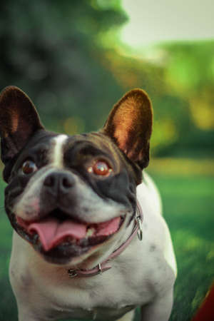 portrait of a dog of breed a french bulldog. Happy dog. Happy petの写真素材