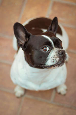 portrait of a dog of breed a french bulldog. Happy dog. Happy petの写真素材