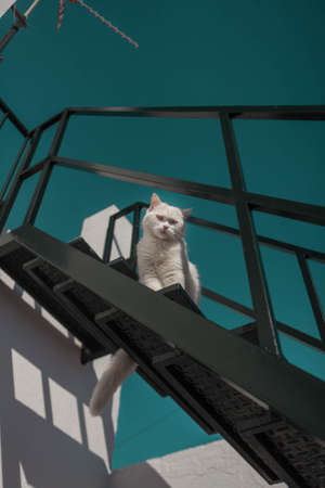 portrait of a white cat with one blue and one green eyeの写真素材