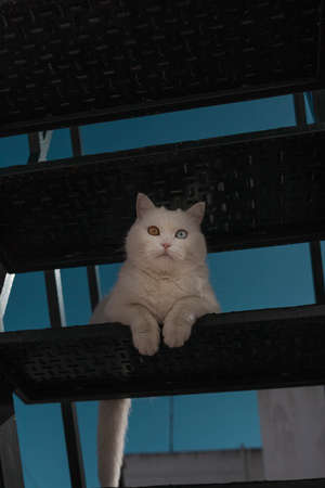 portrait of a white cat with one blue and one green eyeの写真素材