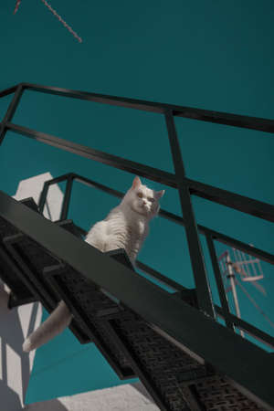 portrait of a white cat with one blue and one green eyeの写真素材