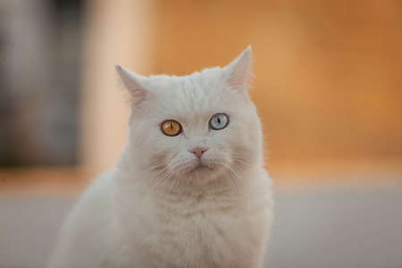 portrait of a white cat with one blue and one green eyeの写真素材