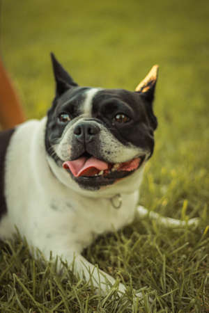 portrait of a dog of breed a french bulldog. Happy dog. Happy petの写真素材