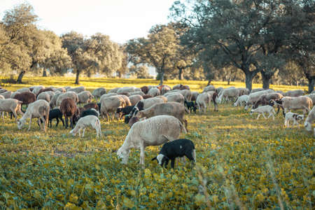 field photography with goats. landscape photography. cattle photographyの写真素材