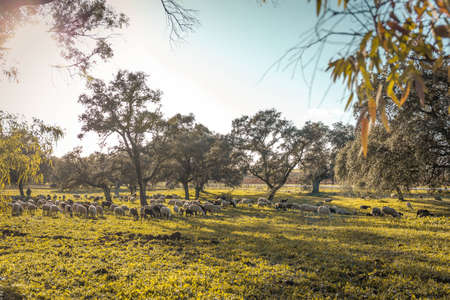 field photography with goats. landscape photography. cattle photography