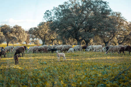 field photography with goats. landscape photography. cattle photographyの写真素材
