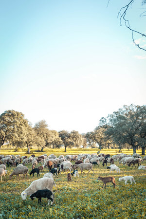 field photography with goats. landscape photography. cattle photographyの写真素材