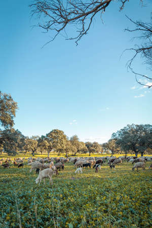 field photography with goats. landscape photography. cattle photographyの写真素材