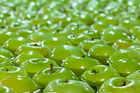 Granny Smith apples floating in tank in a warehouseの写真素材