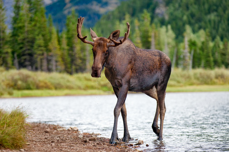 Young bull moose walking from lake in Glacier National Park, Montana