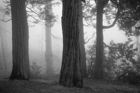 Spooky forest with fog and old trees in Yosemite National Parkの写真素材