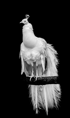 A white leucistic peacock perched on a branch with isolated black backgroundの写真素材