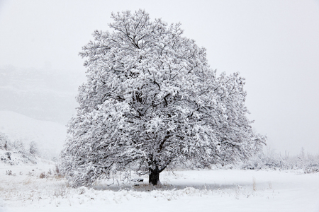 Large tree covered in fresh snowfallの写真素材