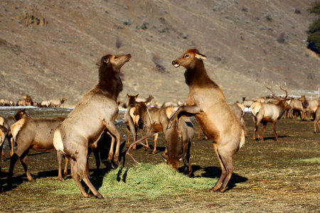Two female cow elk fighting over a pile of hay at the Oak Creek Feeding Station, Naches, WA, USAの写真素材