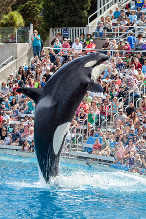 Killer Whale Orca jumping from the water at Sea World as the crowd watchesのeditorial素材