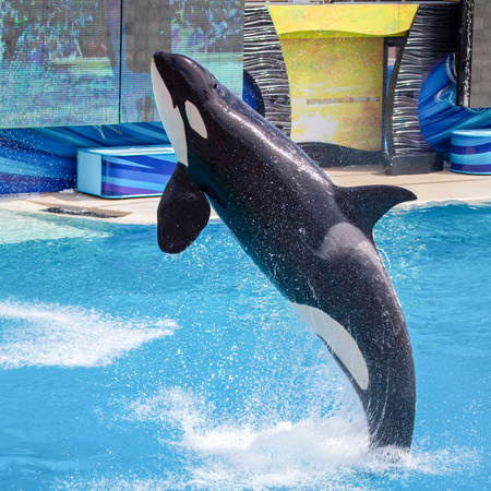 Killer Whale Orca jumping from the water at Sea Worldのeditorial素材