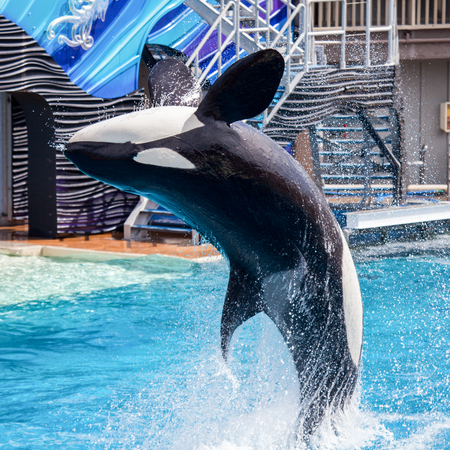 Killer Whale Orca jumping from the water at Sea Worldのeditorial素材