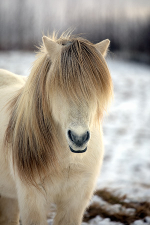 White Icelandic horse with the most beautiful mane as if it had just been styled for a modelの写真素材
