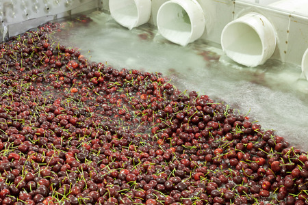 Red ripe cherries being washing in a fruit packing warehouse in Washington stateの写真素材