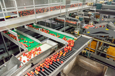 Clean and fresh gala apples on a conveyor belt in a fruit packaging warehouse for presizeの写真素材