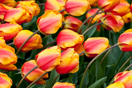 Tulips blooming in a field in Mount Vernon, Washington during the Skagit Valley festivalの写真素材