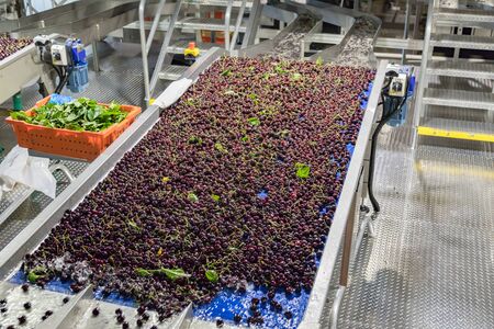 Fresh ripe red bing cherries in a packing warehouse in Oregon