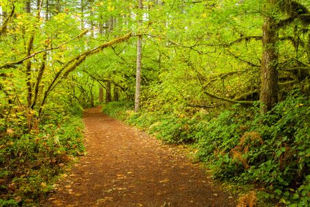 Hiking trail in Silver Falls State Park, Oregon in autumn near Salem