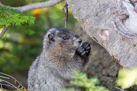 A hoary marmot nibbling on some food in the forest of Mt. Rainier National Park in Washington stateの写真素材