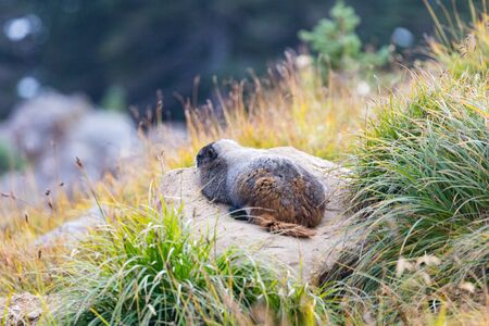A marmot resting on a rock surrounded by long grass at Paradise in Mt. Rainier National Park in Washington stateの写真素材