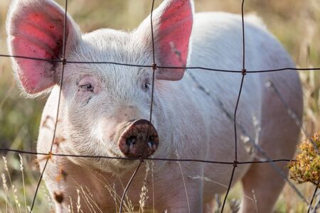 Pink pig looking through wire fence on a farm in Oregon, USA