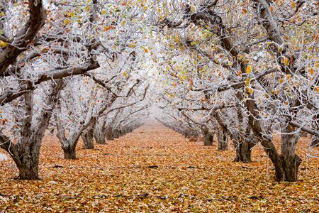 Golden Delicious apple orchard with hoarfrost on the branches and autumn leaves in winterの写真素材