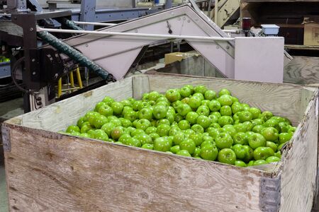 Fresh, green apples in a fruit packaging warehouseの写真素材