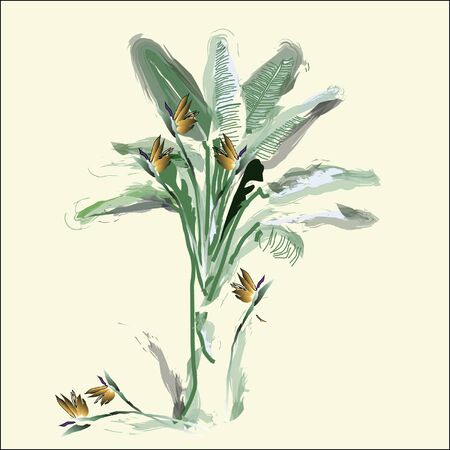 Exotic plant, Bird of Paradiseのイラスト素材