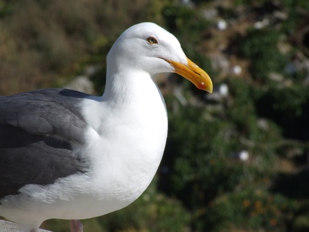 Close up of a seagull profileの写真素材