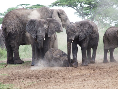 A family of elephants taking a dust bathの写真素材