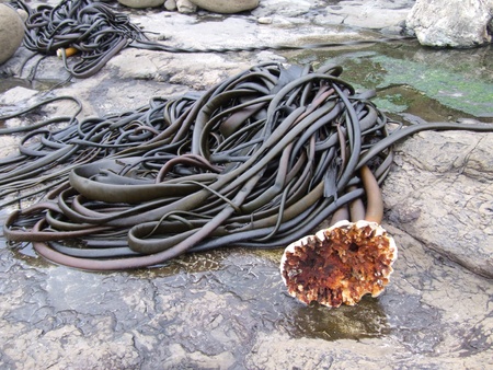 Giant seaweed on the rocks in New Zealandの写真素材
