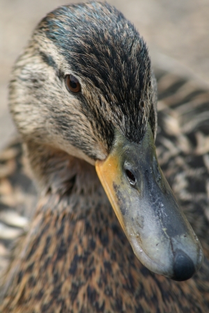 A female Mallard duckの写真素材